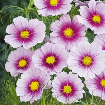 Picture of Cosmos - Sensation Daydream